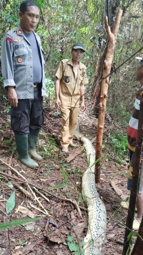 twstalker ibu ibu|Ular piton telan ibu rumah tangga di Sulsel, .